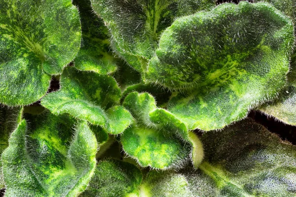 Violet saintpaulias green leaves or African Violets, macro shot, — Stock Photo, Image