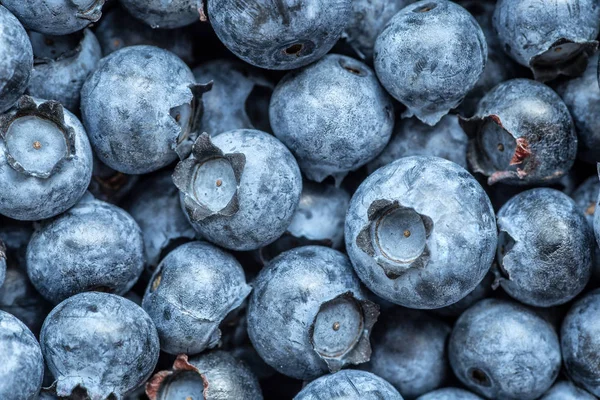 Metin için kopya alanı ile taze yaban mersini arka plan. Vega