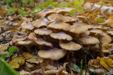 Armillaria mellea, genellikle bal mantar olarak bilinen, bir basidiom olduğunu