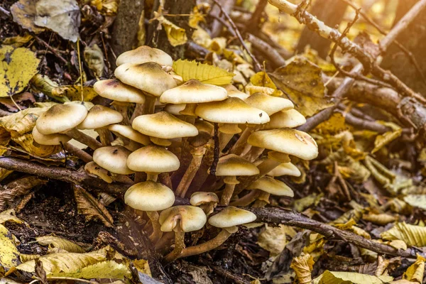 Armillaria mellea, широко известный как медовый грибок, является базидиомой — стоковое фото