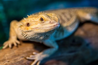 Kertenkele sabah güneşinin tadını çıkarırken kahverengi taş üzerinde oturuyor. Bukalemun üzerinde