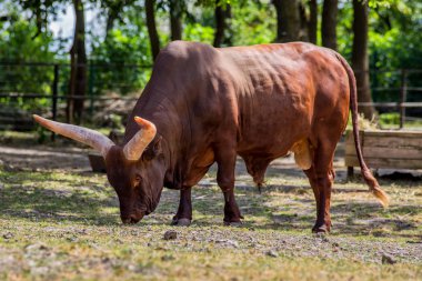 Yabani su bufalosu, Asya mandası, Asya buffa olarak da adlandırılır