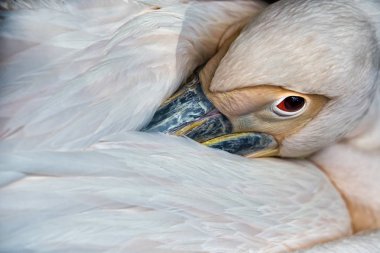O beyaz Amerikan pelikan Closeup portre, Pelecanus eritros