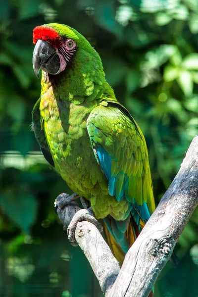 Green parrot Great-Green Macaw, Ara ambigua. Wild rare bird in t