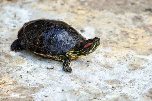 The European pond turtle also called the European pond terrapin