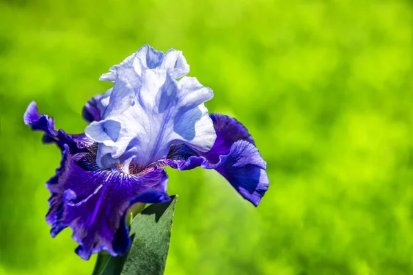 Beautiful Blue Iris. First bloom of the year. Iris takes its nam