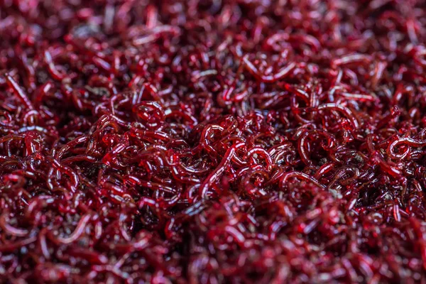 Many live worms bloodworms are red for fishing closeup. Macro — Stock Photo, Image