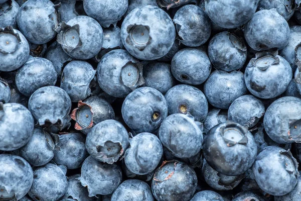 Färska blåbär bakgrund med kopiera utrymme för din text. Vega — Stockfoto