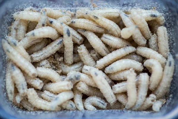 Muchas larvas vivas para la pesca, fondo — Foto de Stock