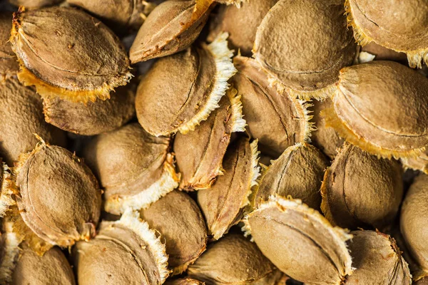 Kernel di albicocche essiccate, da vicino come sfondo — Foto Stock