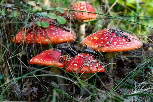 Сім'я червоних жаб у лісовій галявині. гриб Toadstool , — стокове фото