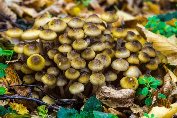 Armillaria mellea, communément appelé champignon du miel, est un basidiome — Photo