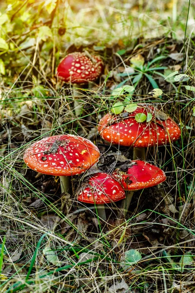 En familj av röd giftsvampar i en skogsgläntan. Svamp av Toadstool, — Stockfoto