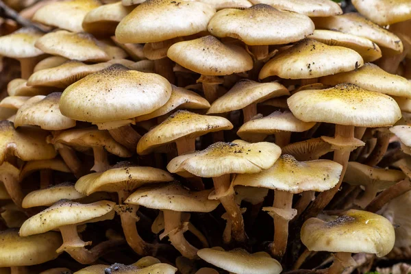 Armillaria mellea, широко известный как медовый грибок, является базидиомой — стоковое фото