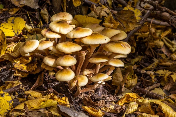 Armillaria mellea, широко известный как медовый грибок, является базидиомой — стоковое фото