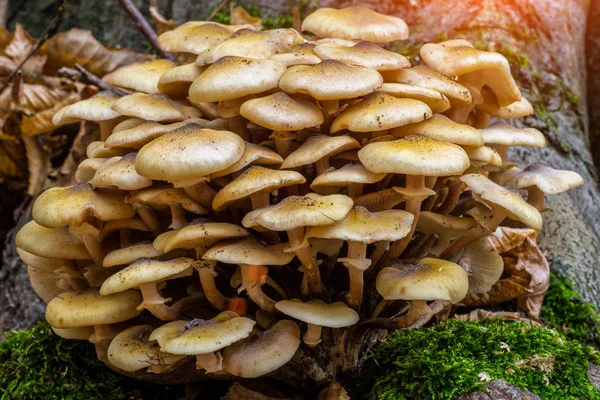 Armillaria mellea, commonly known as honey fungus, is a basidiom — Stock Photo, Image