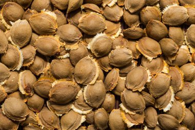 Kurutulmuş kayısı çekirdeği, arka plan olarak yakın