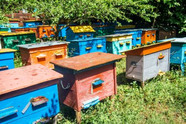 Bir ağaçtan bir arı kovanı bir apiary üzerinde duruyor. Arının evleri