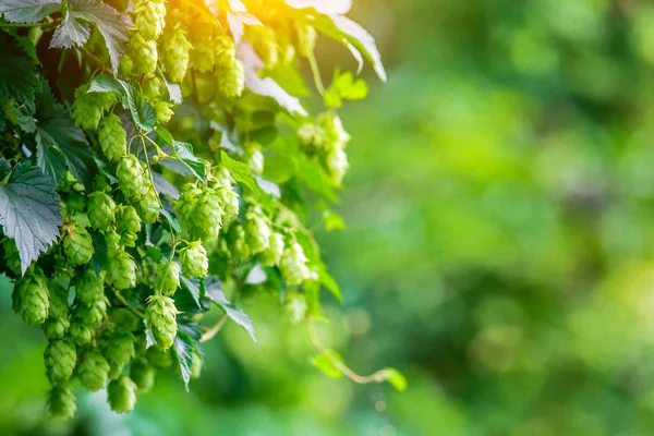 Fresh and Ripe Hops ready for harvesting. Beer production ingre — Stock Photo, Image