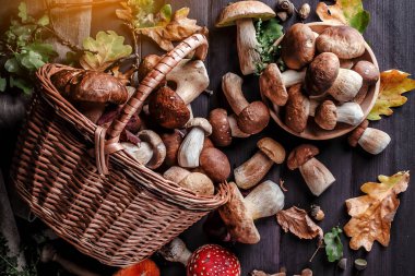 Sonbahar Cep Mantarı. Backg porcini mantar ile Sepet