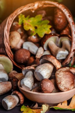 Ahşap Arka Plan üzerinde Mantar. Ahşap üzerinde Sonbahar Cep Mantarlar. A