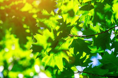 Baharda yeşil yapraklar ve güneş. Yo için Güzellik doğal arka planlar