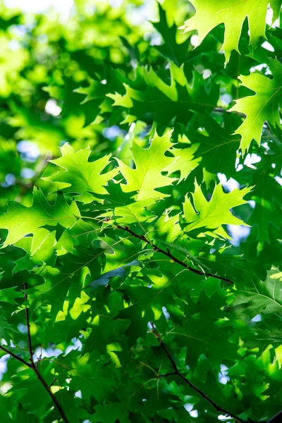 Green leaves and sun in spring.Beauty natural backgrounds for yo — Stock Photo, Image