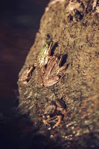 Common frog, Rana temporaria, also known as the European common