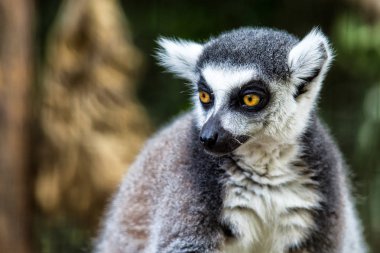 Tek Lemur doğrudan kameraya bakıyor. Bir halka-taile yakın