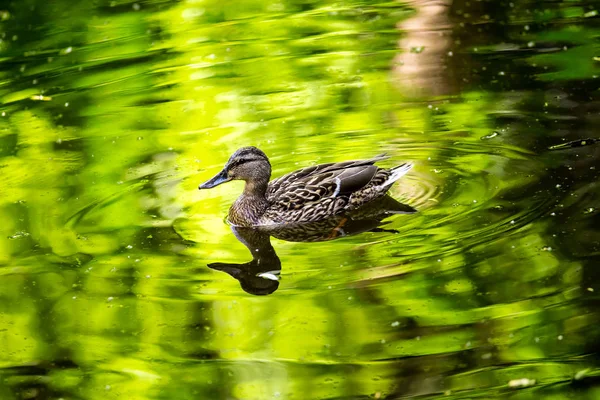 Birds and animals in wildlife. Amazing mallard duck swims in lak