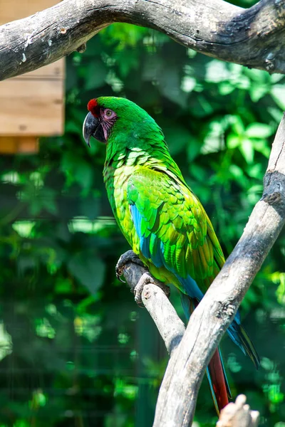 Papagaio verde Arara Verde, Ara ambigua. Aves raras selvagens em t — Fotografia de Stock