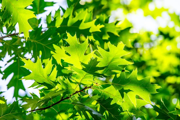 Green leaves and sun in spring.Beauty natural backgrounds for yo — Stock Photo, Image