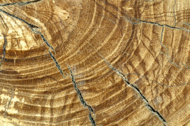 meşe ağacının kütük düştü - yıllık halka ile gövde bölümü