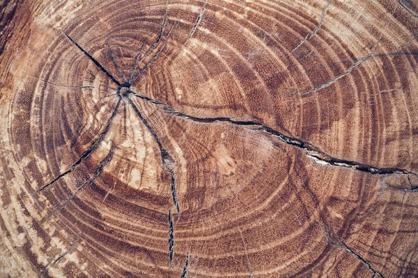 Stump of oak tree felled - section of the trunk with annual ring