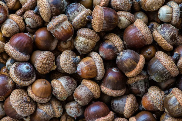 Achtergrond met herfst eikels en bladeren close-up. Eikels macro. — Stockfoto