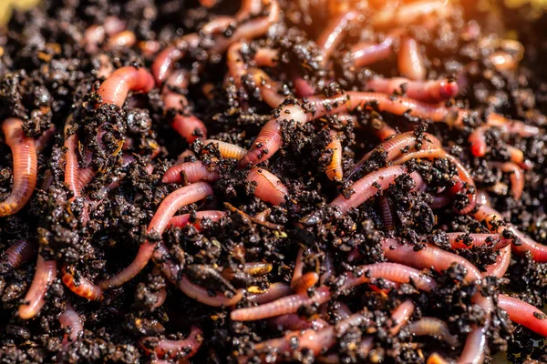 Veel levende regenwormen voor het vissen in de bodem, achtergrond — Stockfoto
