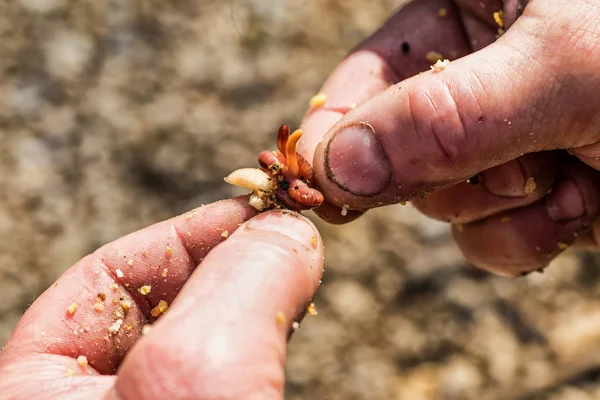 Worm on a hook in his hand fisherman.Macro shot of red worms Den — Stock Photo, Image