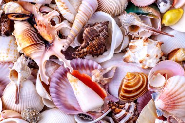 Seashells arka plan, inanılmaz deniz kabukları, mercan ve starf Lots