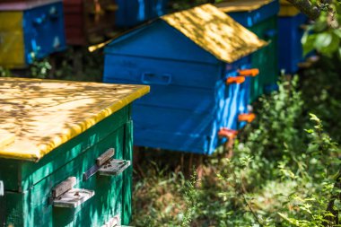 Bir ağaçtan bir arı kovanı bir apiary üzerinde duruyor. Arının evleri