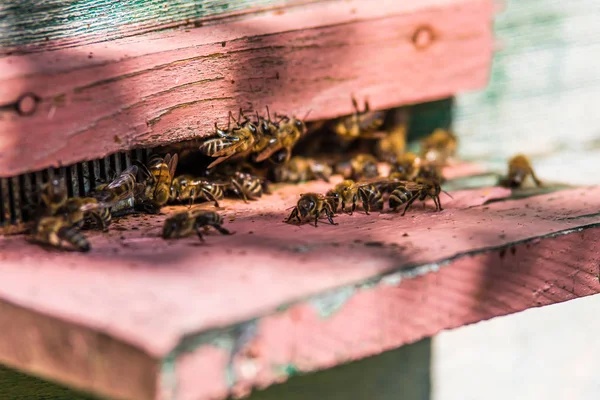 Ruches dans un rucher avec des abeilles volant vers les planches d'atterrissage dans un g — Photo