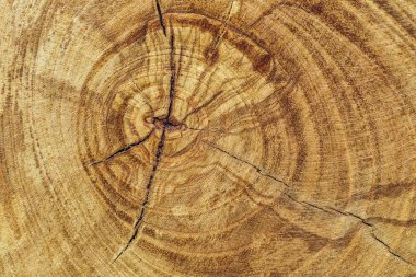 meşe ağacının kütük düştü - yıllık halka ile gövde bölümü