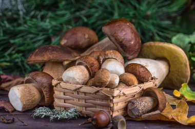Mantar Boletus ahşap hasır sepetiçinde. Wo üzerinde Boletus edulis
