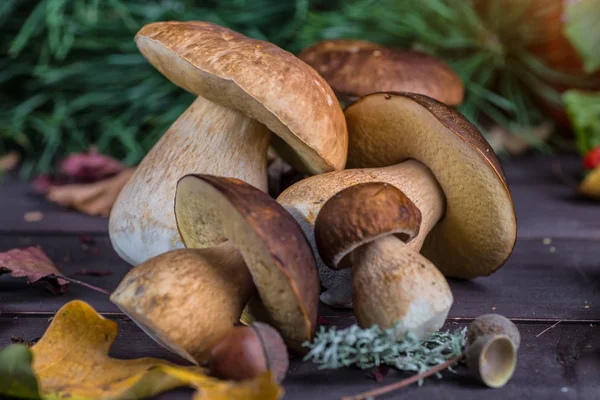 Mantar Boletus ahşap hasır sepetiçinde. Wo üzerinde Boletus edulis