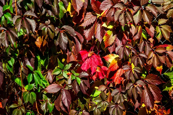 Outono folhas fundo com folhagem laranja iluminado pela luz do sol, s — Fotografia de Stock