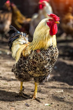 Tavuk sürüntisi olan renkli bir horoz. Horoz ve Tavuklar.F