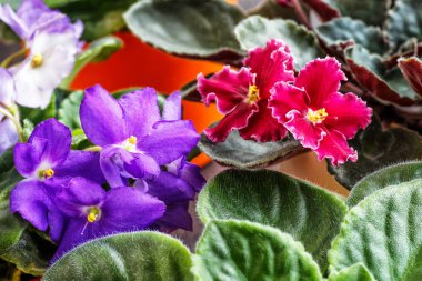 Menekşe saintpaulias yeşil yaprakları veya Afrika menekşeler, makro shot,