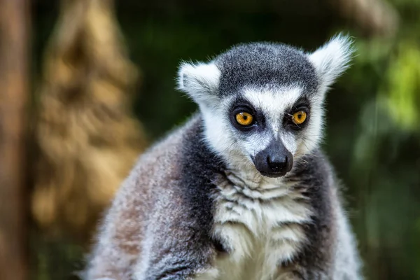 Lemur único olhando diretamente para a câmera.Close-up de um anel-taile — Fotografia de Stock