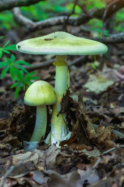 Amanita phalloides champignon toxique — Photo