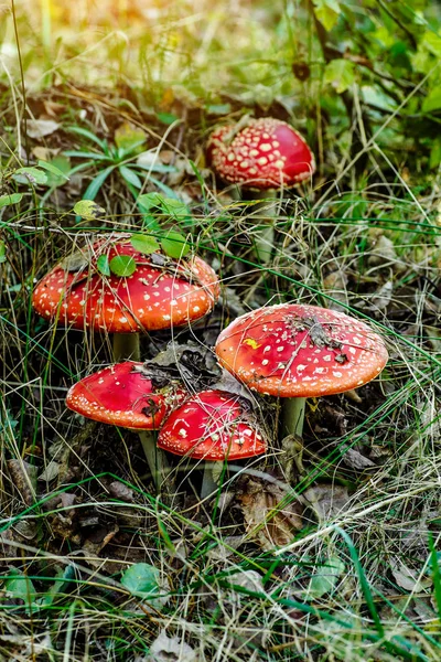 Uma família de toadstools vermelhos em uma floresta glade.Toadstool cogumelo , — Fotografia de Stock