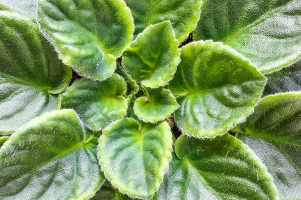 Folhas verdes de saintpaulias violetas ou violetas africanas, macro shot , — Fotografia de Stock